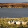 Uist Wool Lochport flock