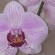 orchids for wellbeing event