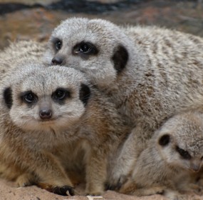 Meerkats, St Andrews Aquarium, 7th April 2011