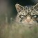 31637_Wildcat-Peter-Cairns