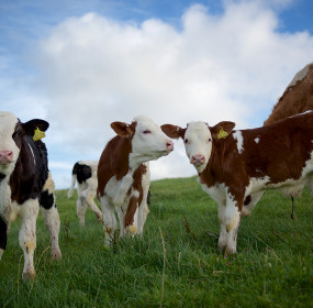 Dairy calves