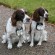 With springer spaniels Hector and Toby around, Craigend B&B welcome guests with canine companions